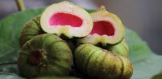 Trái vả – Đặc sản ẩm thực cố đô Huế